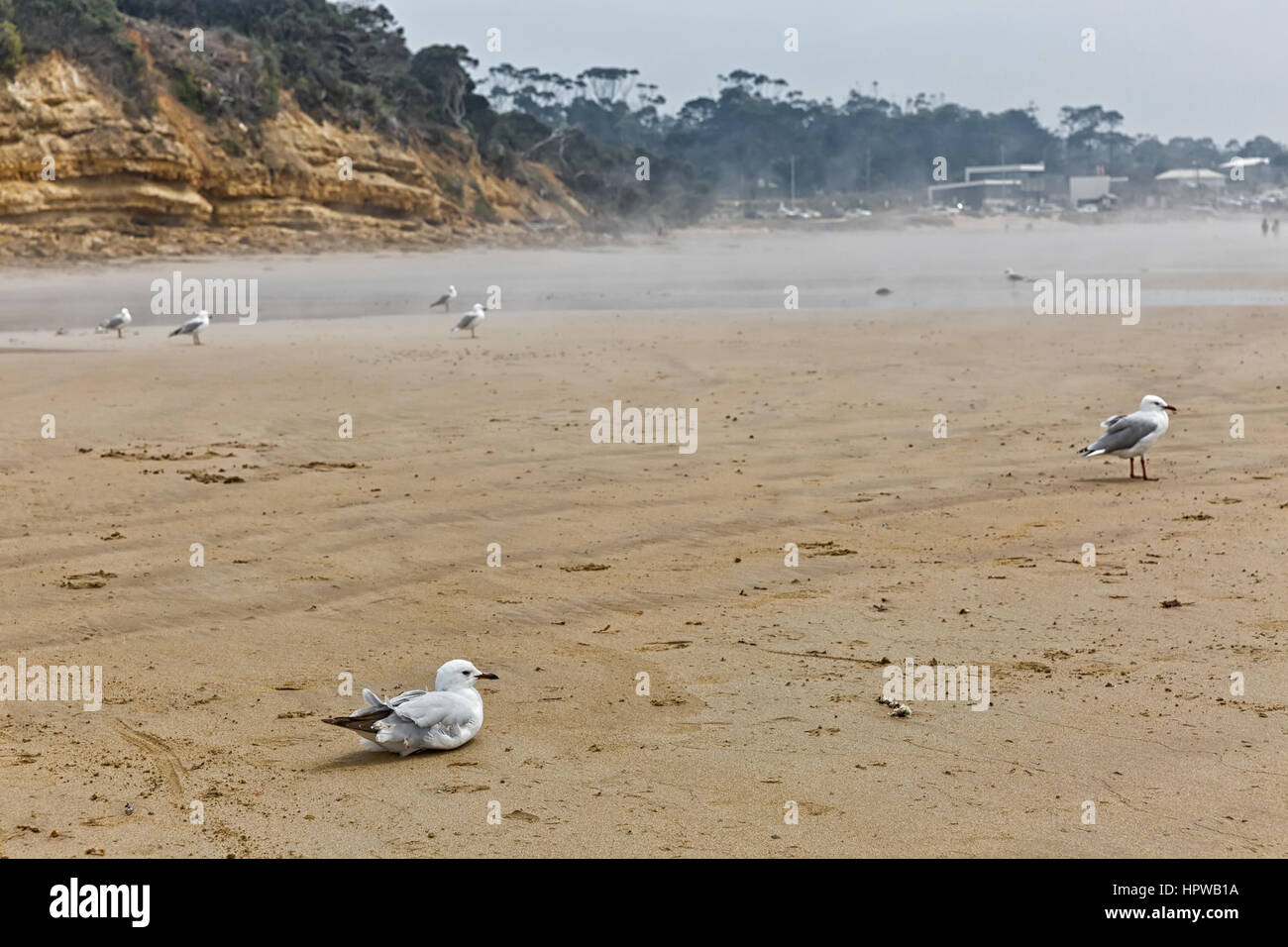 Plusieurs seagulls standing on sandy beach, Australie brumeux Banque D'Images