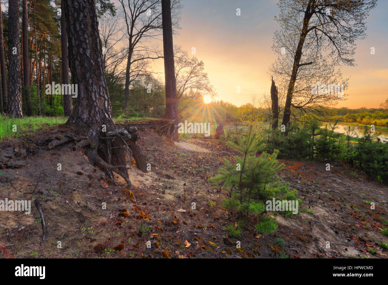 Beau lever de soleil de printemps en forêt magique avec étoiles Sun Ray Banque D'Images