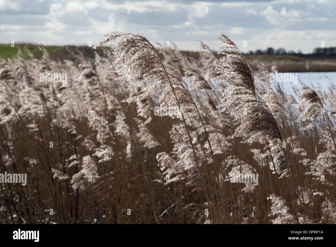 Éclairé par led roseau commun (Phragmites australis) seedheads Banque D'Images