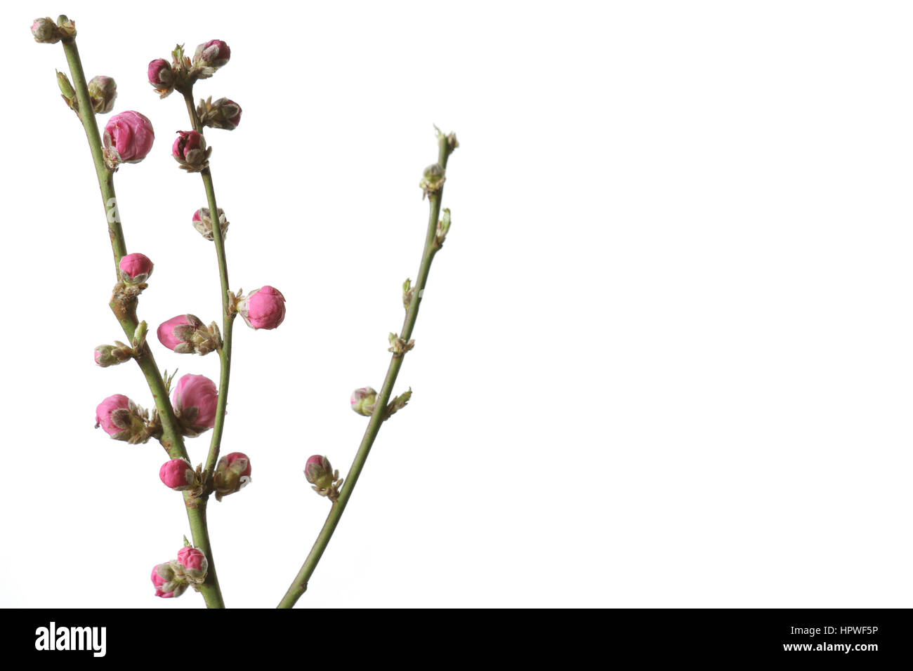 Fleurs de Pêcher japonais bud background Banque D'Images