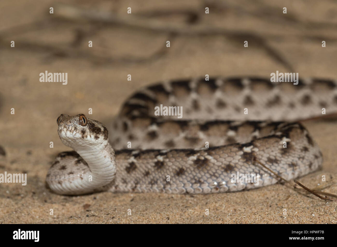 Echis pyramidum (égyptienne vu-scaled Viper) Banque D'Images
