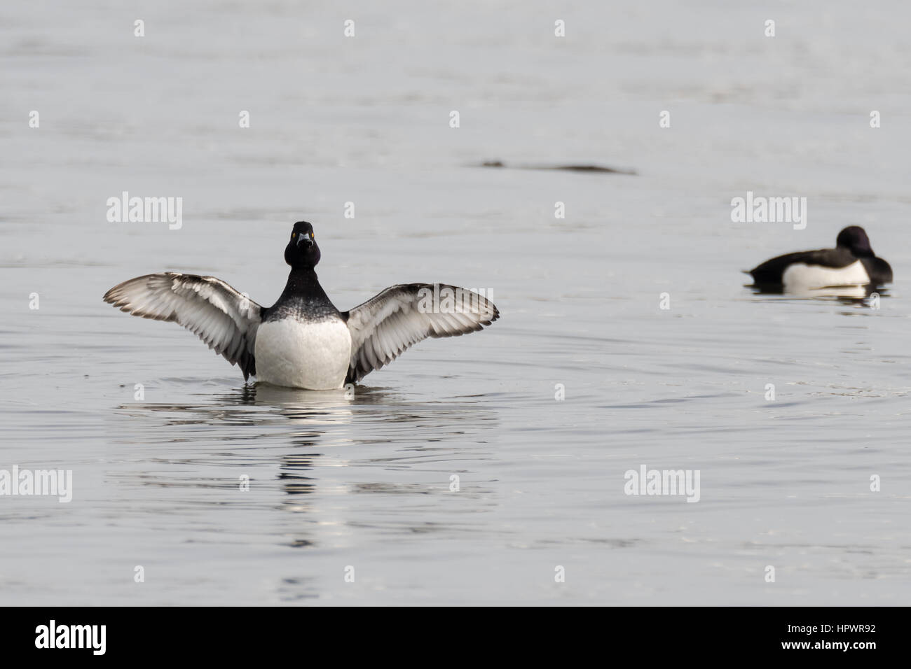 Fuligule morillon (Aythya fuligula) avec les ailes déployées. Un petit étirement de canards plongeurs les ailes sur l'eau de surface, montrant un plumage noir et blanc Banque D'Images