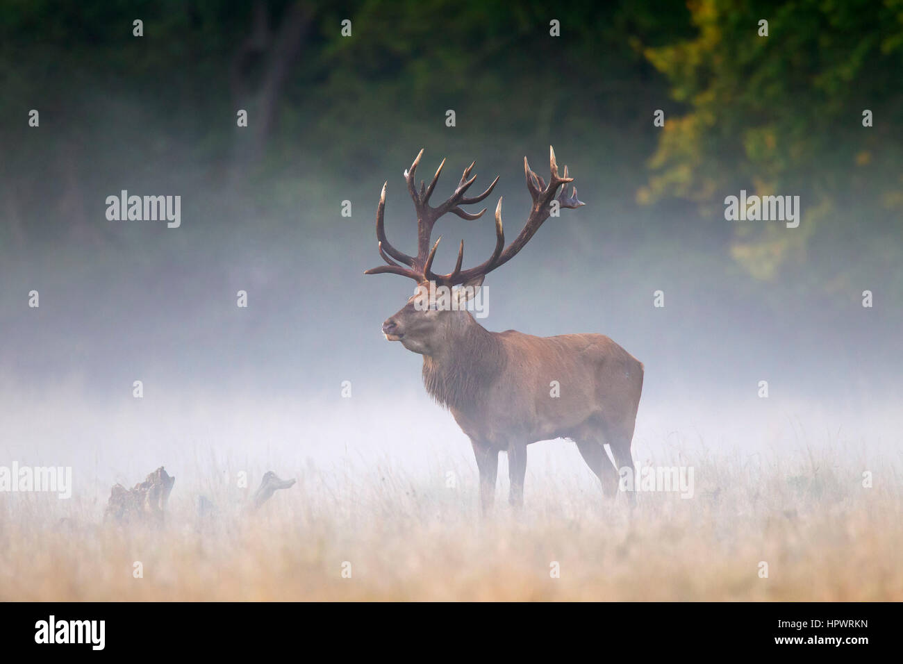 the hunter call of the wild whitetail deer locations the hunter call of the wild whitetail deer locations