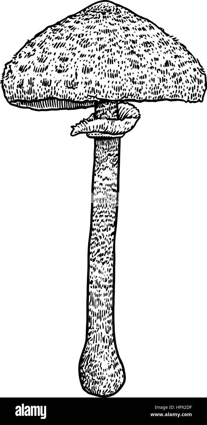 Coulemelle illustration, dessin, gravure, vecteur, line Illustration de Vecteur