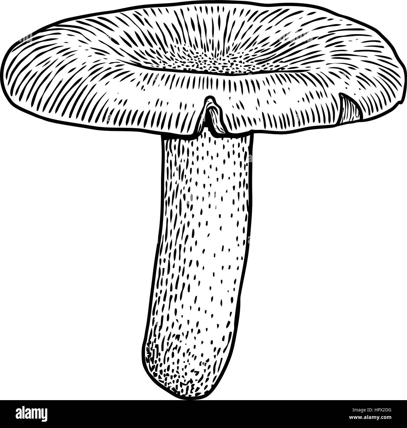 Champignons Russula illustration, dessin, gravure, vecteur, line Illustration de Vecteur