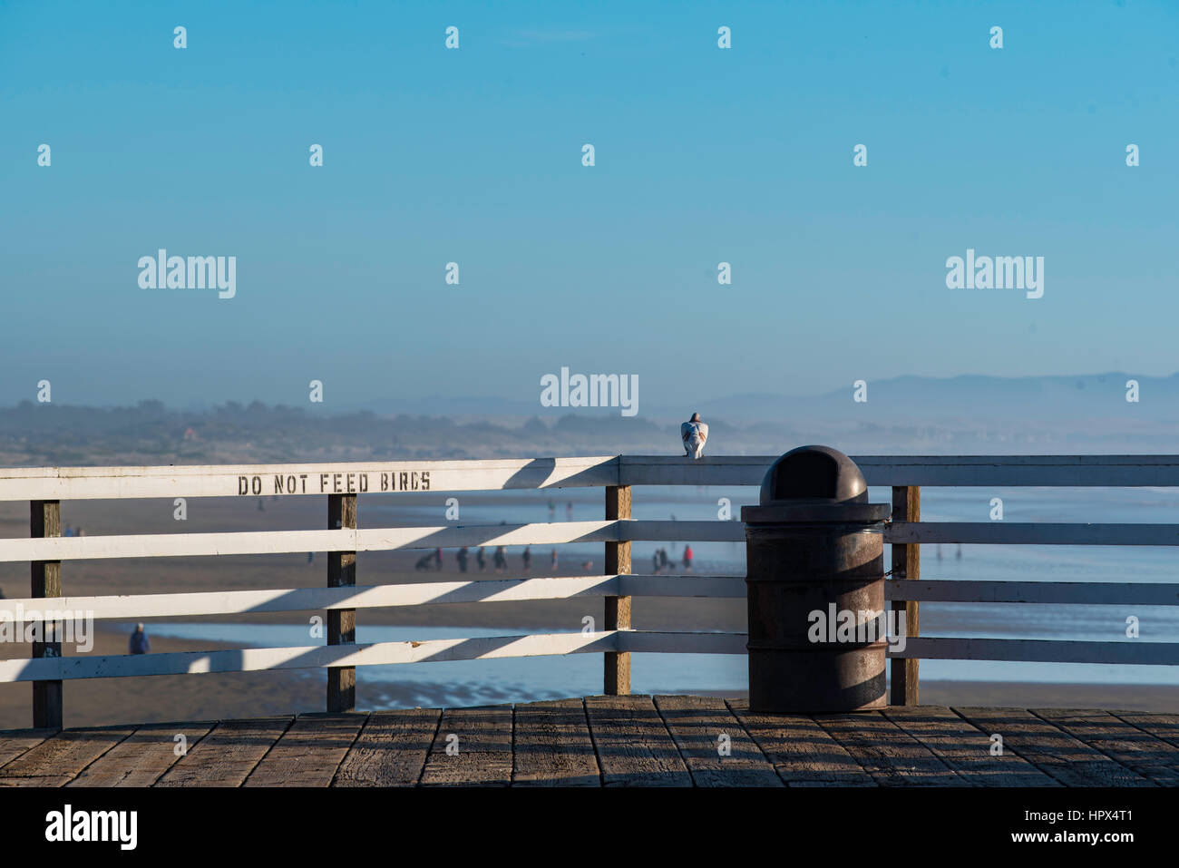 Un oiseau se trouve sur une clôture au-dessus d'un panneau ne pas nourrir les oiseaux à Pismo State Beach Pier, Pismo, Californie, États-Unis Banque D'Images