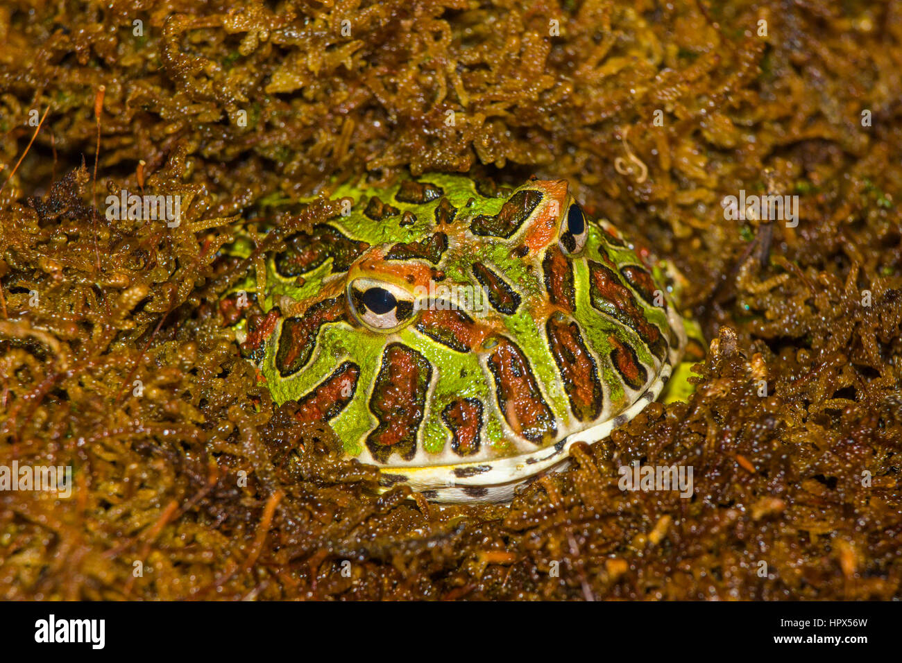 Closup orné de grenouille cornue Banque D'Images
