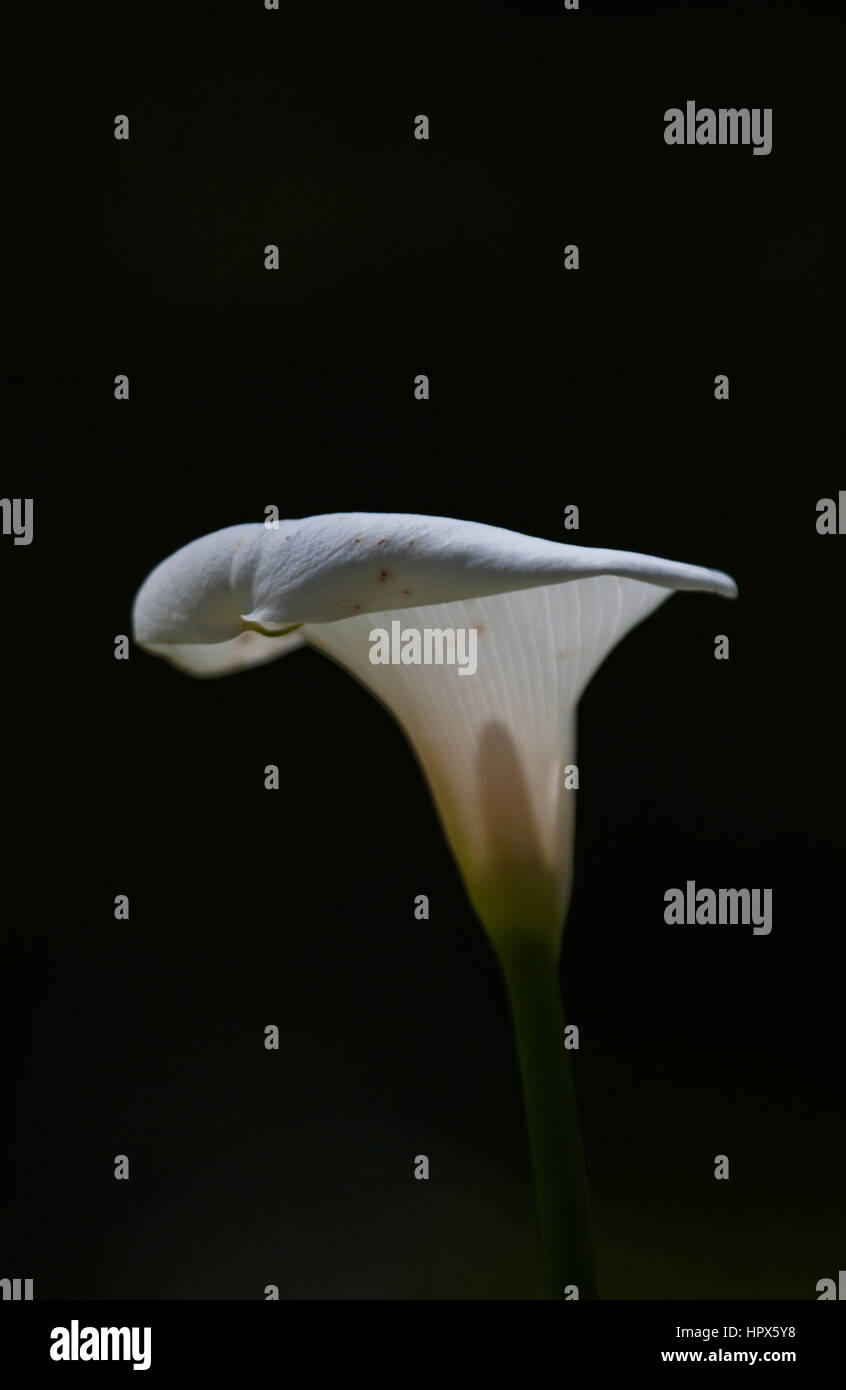 Connu sous le nom de Calla - Zantedeschia aethiopica arum Banque D'Images