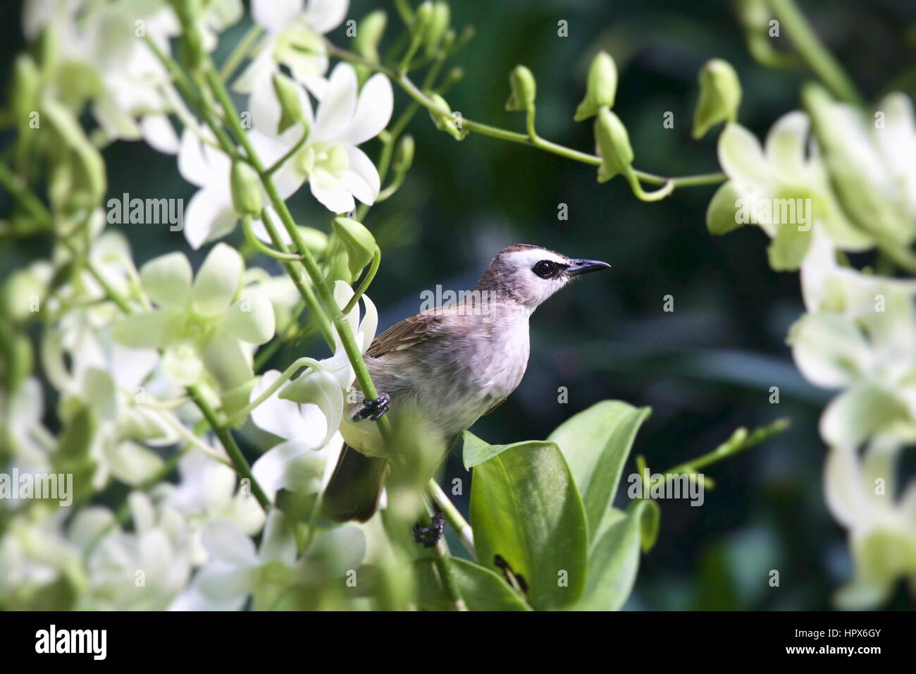 Le chant d'un oiseau sur un arbre dans les jardins botaniques. Les oiseaux vont et viennent, essayez de les repérer la prochaine fois que vous allez au jardin botanique. Banque D'Images