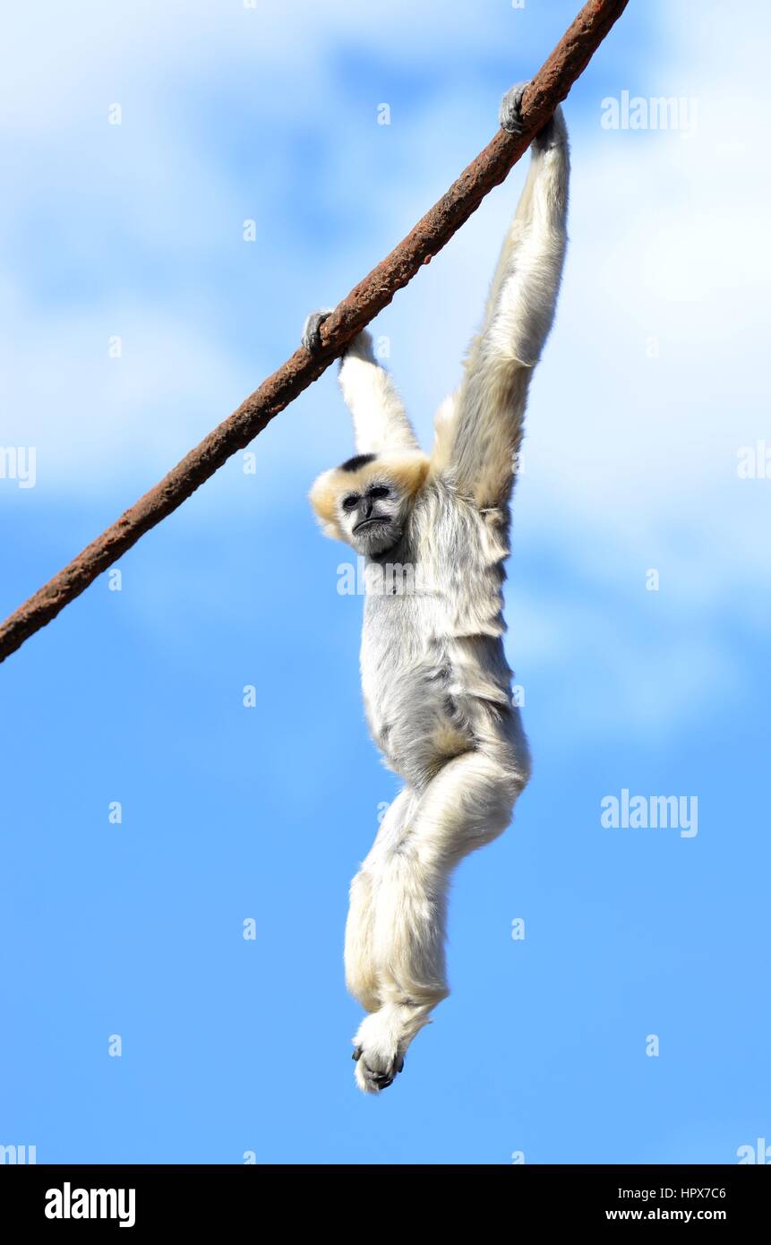 Comportement gibbon Banque de photographies et d’images à haute