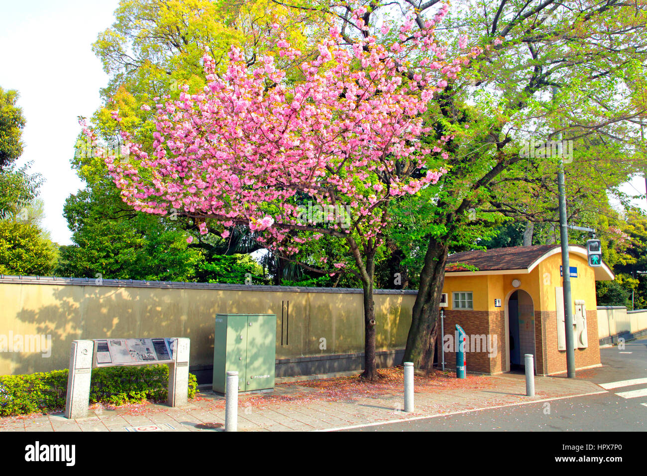 Mur du cimetière Yanaka avec fleurs de cerisier et de toilettes publiques à Taito-ku Tokyo JAPON Banque D'Images