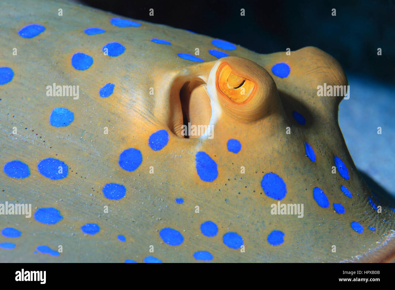 Ribbontal Bluespotted stingray (Taeniura lymma) sous l'eau à la barrière de corail de la Mer Rouge Banque D'Images