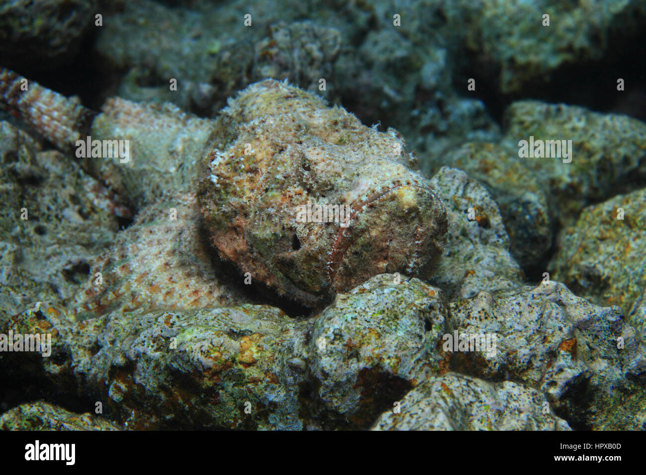 Faux poisson-pierre (Scorpaenopsis diabolus) sous l'eau sur le fond de la Mer Rouge Banque D'Images