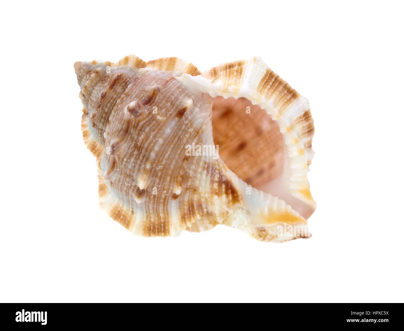 Sea Shell macro-vision Banque D'Images