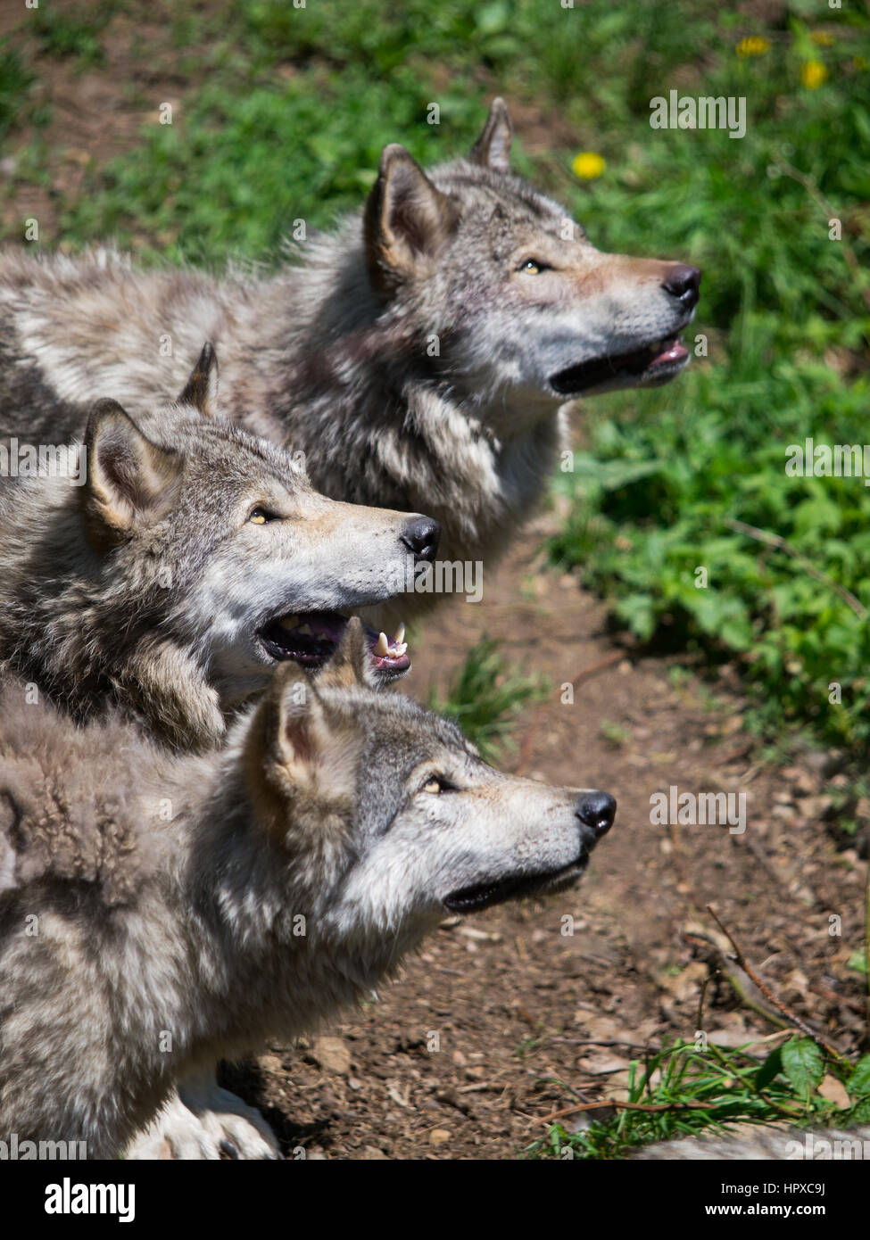 Le loup gris pack jusqu'à des fins alimentaires dans les bois Banque D'Images