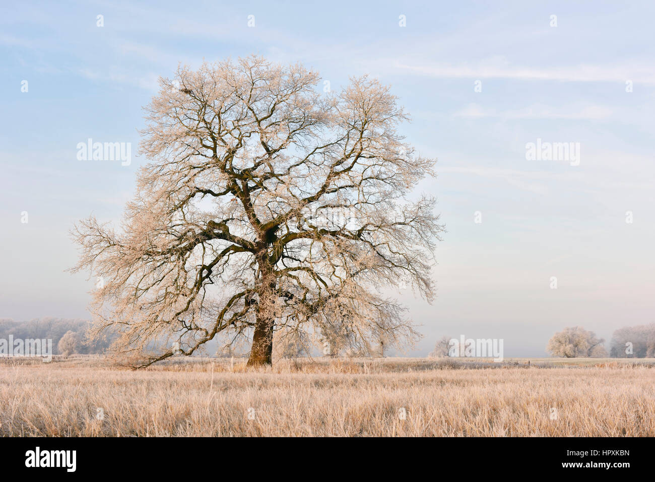 Chêne solitaire avec le givre, chêne pédonculé (Quercus robur), au milieu de la Réserve de biosphère de l'Elbe, Saxe-Anhalt, Allemagne Banque D'Images