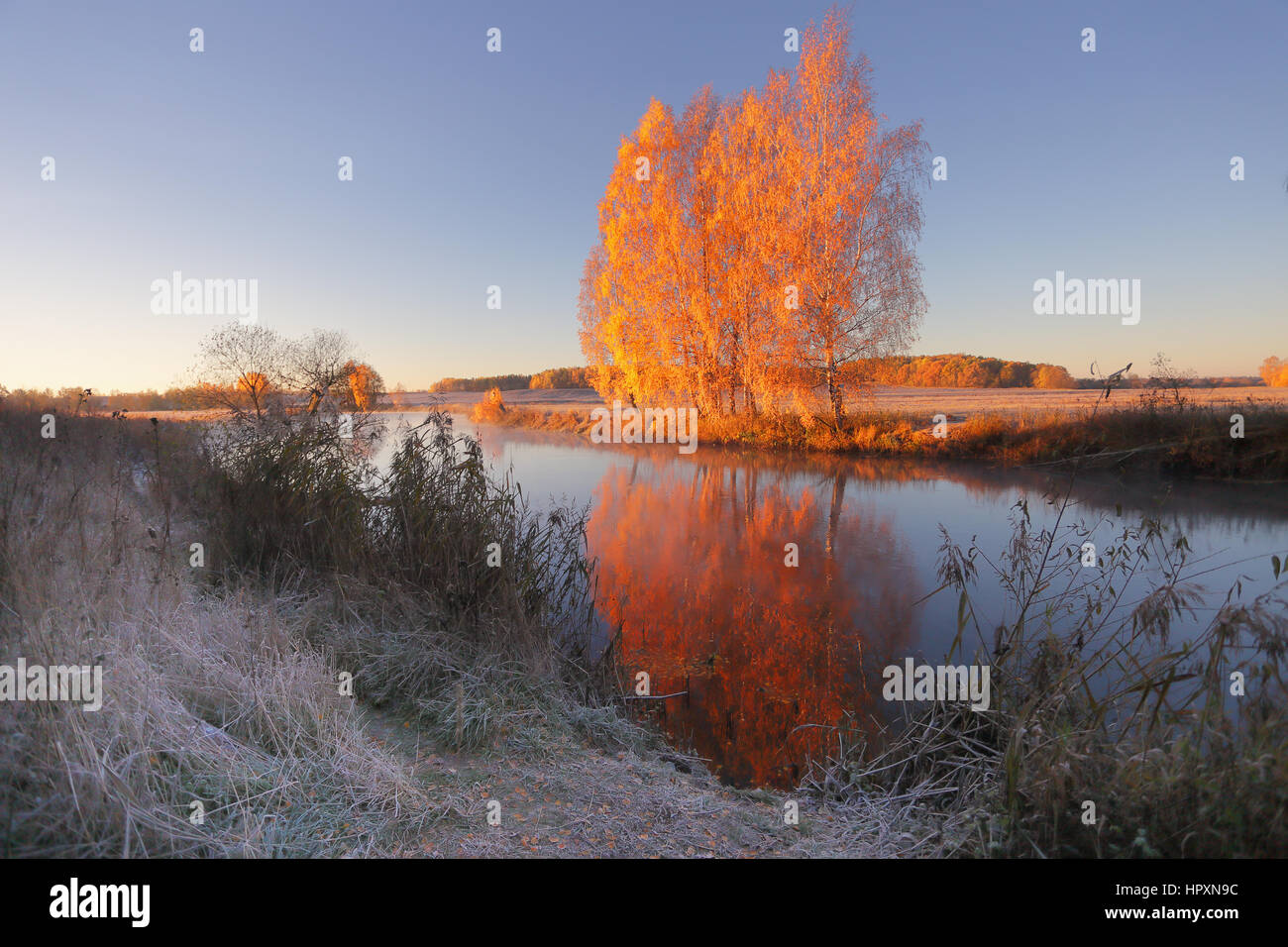 Les arbres à feuilles rouges. Scène d'automne. Journée glaciale d'automne, le lever du soleil. Soleil levant illuminer la couleur bouleaux.. Banque D'Images