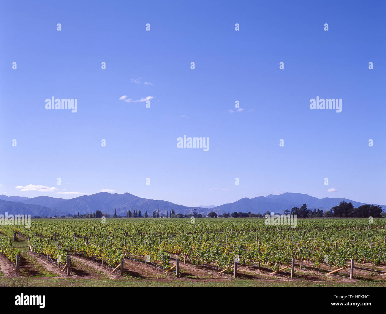 Vignoble de Marlborough, vallée de Wairau, Blenheim, Marlborough, île du Sud, Nouvelle-Zélande Banque D'Images