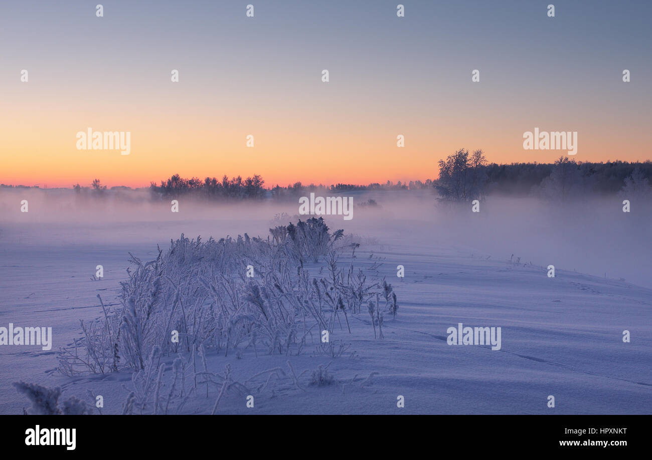 L'aube d'hiver brumeux. Noël arrière-plan coloré. Paysage d'hiver glacial. Banque D'Images