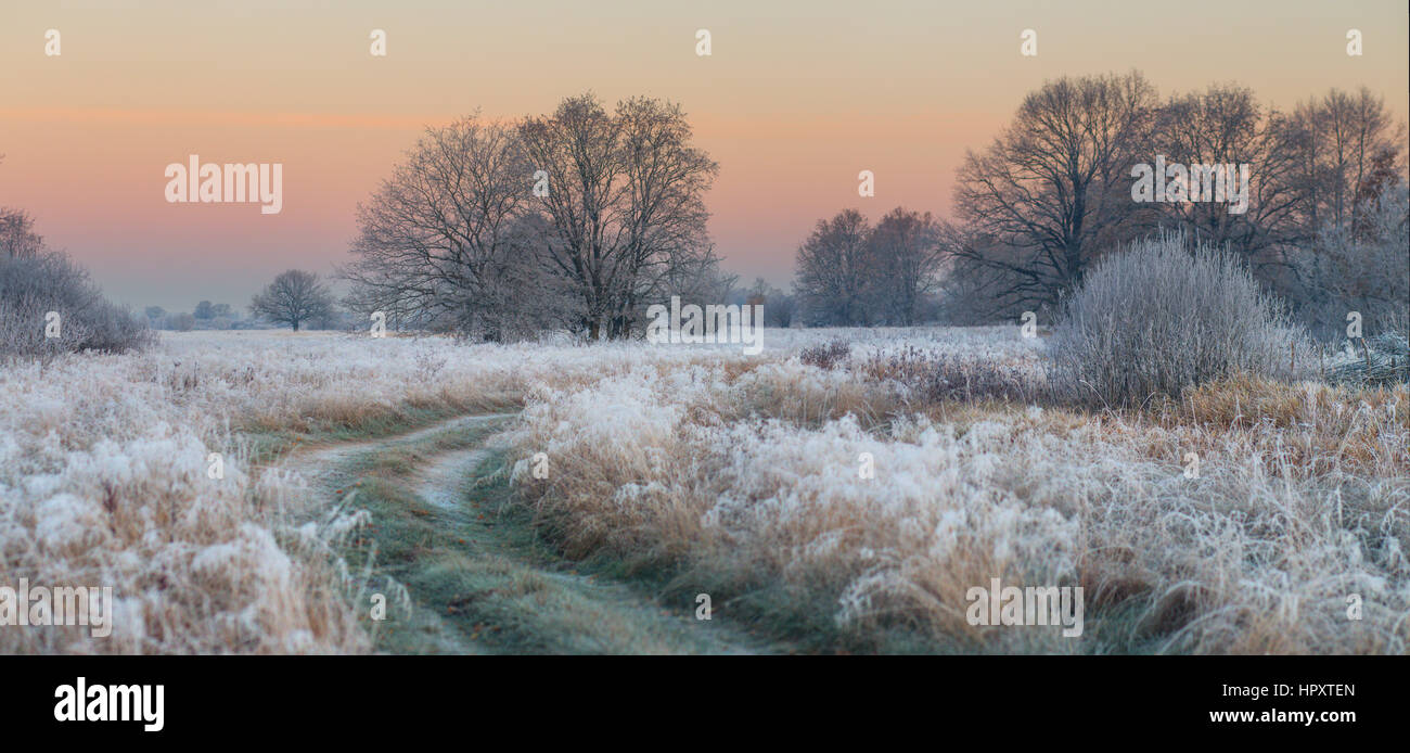 Automne brouillard lever du soleil avec l'herbe gelée et arbres Banque D'Images