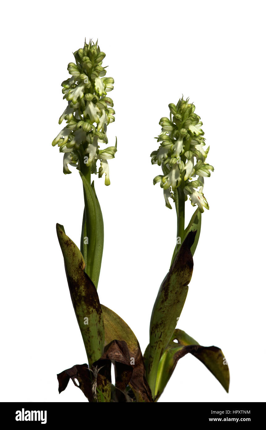 Deux usines d'une rare forme de géant sauvage hypochrome (Himantoglossum robertianum Barlia robertiana aka) qui présentent des fleurs blanches. Ove isolés Banque D'Images