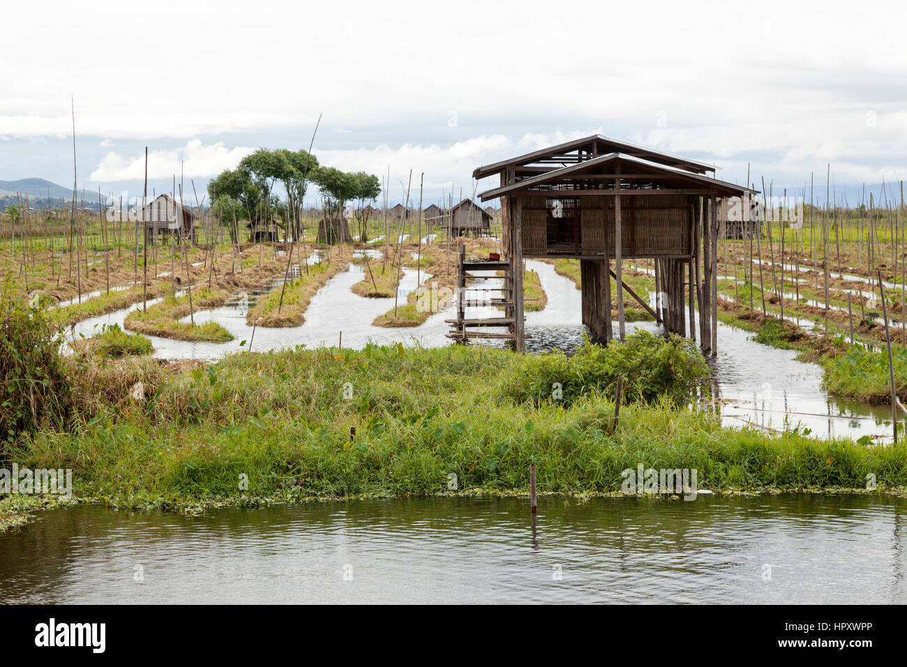 Entretenue jardins flottants du lac Inle, à Haspres Thauk (Myanmar). Sur la surface de l'eau, les Inthas Inle jardiniers réussissent à faire tapis végétaux Banque D'Images