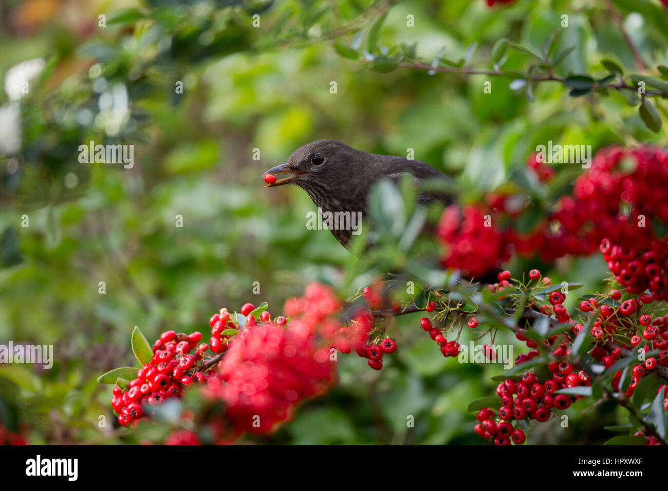 ; Blackbird Turdus merula seule femelle manger Flowers Cornwall, UK Banque D'Images