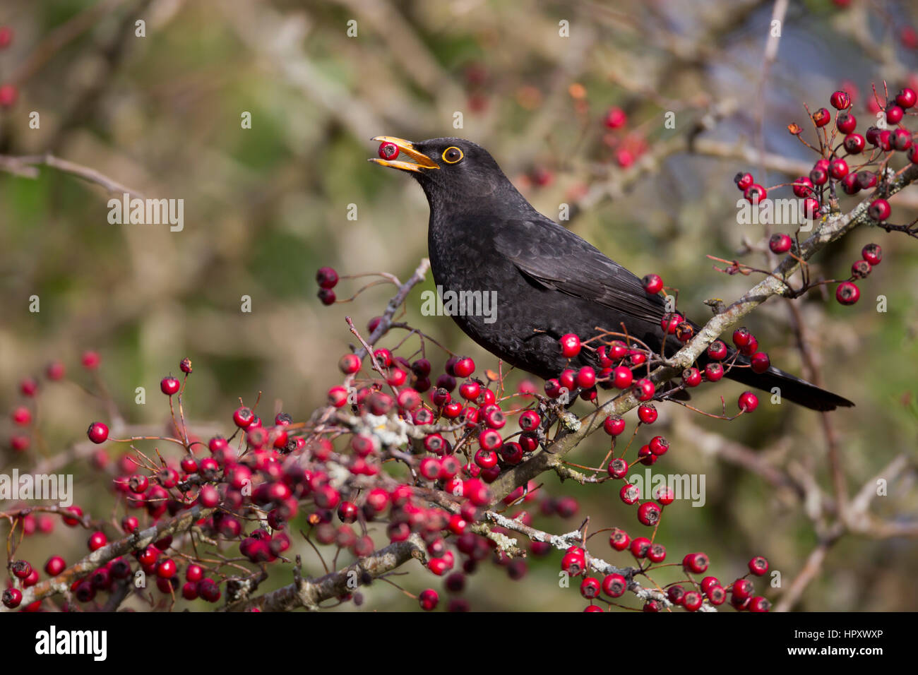 ; Blackbird Turdus merula Homme célibataire de manger les baies d'aubépine ; Somerset UK Banque D'Images