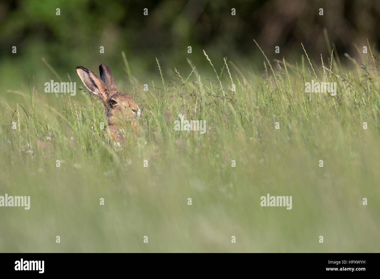 Lièvre brun Lepus europaeus ; seul dans le pré à l'île de Man, UK Banque D'Images