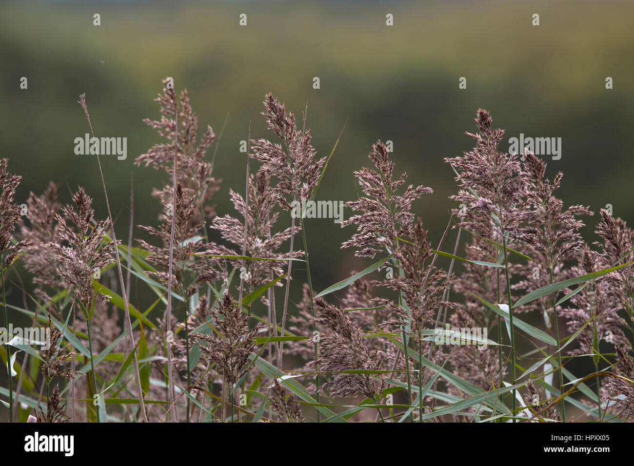 Roseau commun Phragmites australis, Cornwall, UK Banque D'Images
