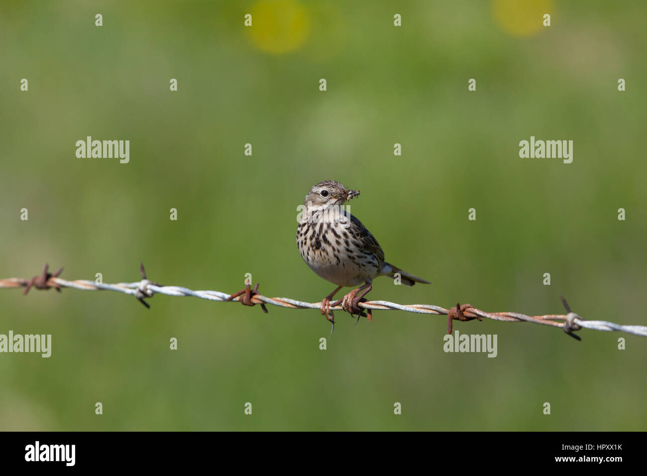 Meadow Pipit spioncelle Anthus pratensis ; seule exploitation Orcades ; Ecosse ; insectes UK Banque D'Images