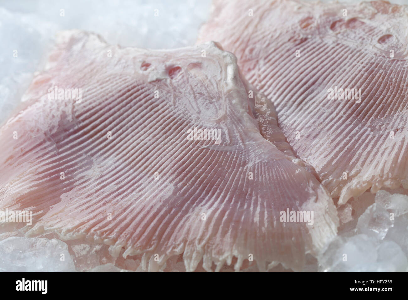 Matières premières fraîches poisson patinage sur glace ailes close up, Banque D'Images