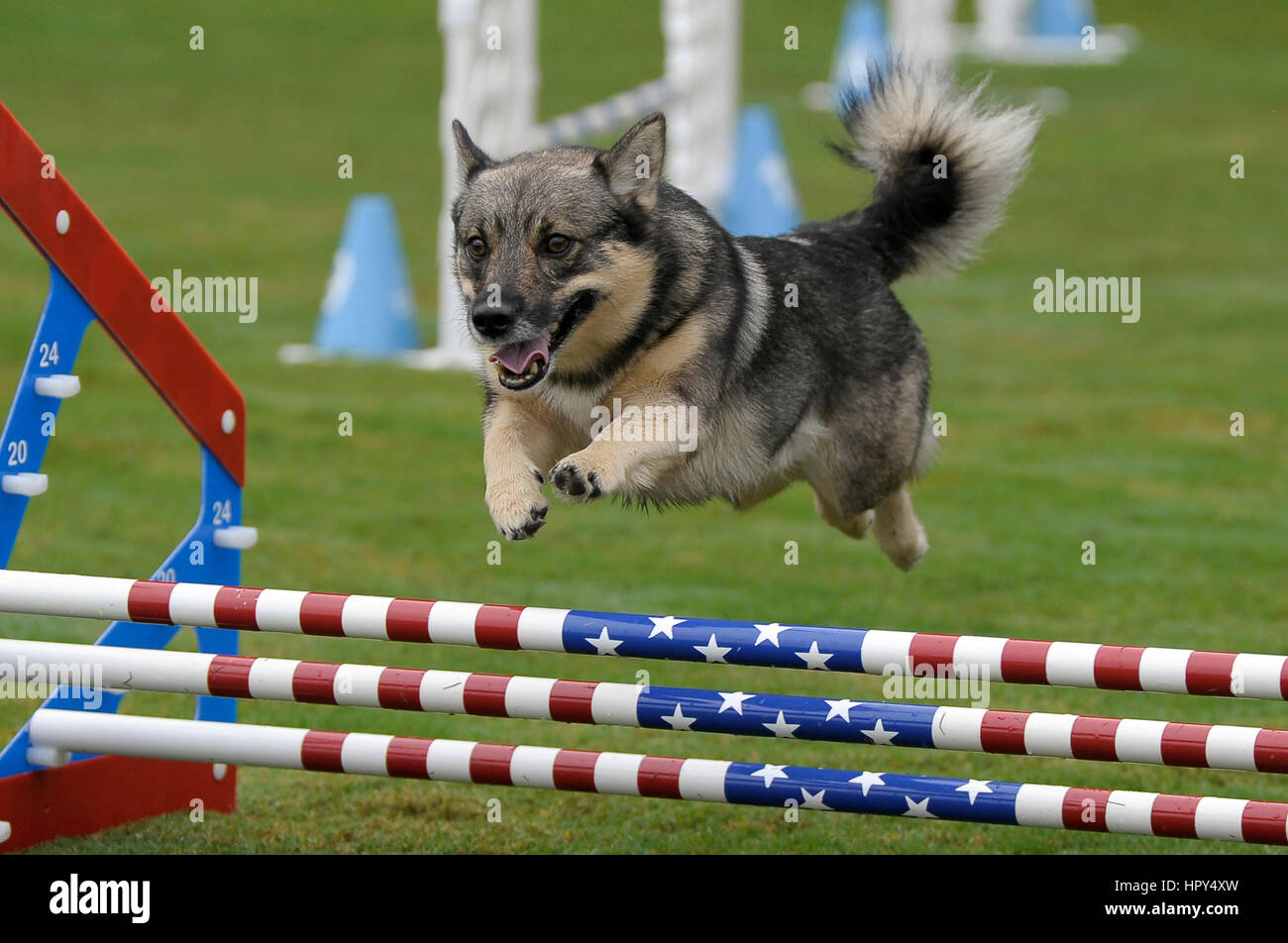 Un Vallhund suédois sautant stars and stripes triple bars dans un concours d'agility. Banque D'Images