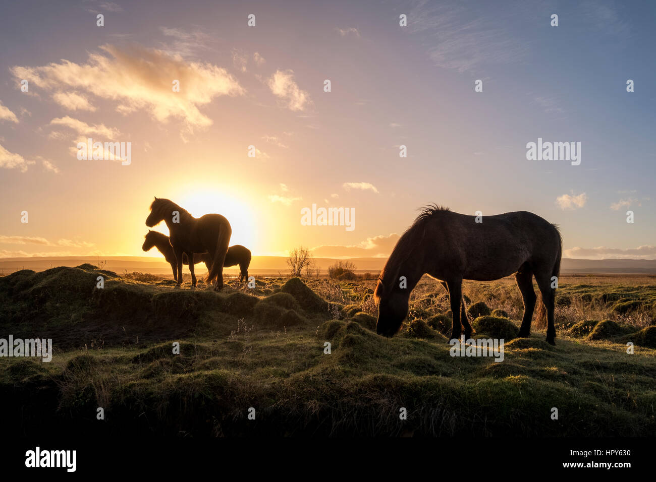 Le pâturage des chevaux Islandais dans la nature comme le soleil se lève Banque D'Images