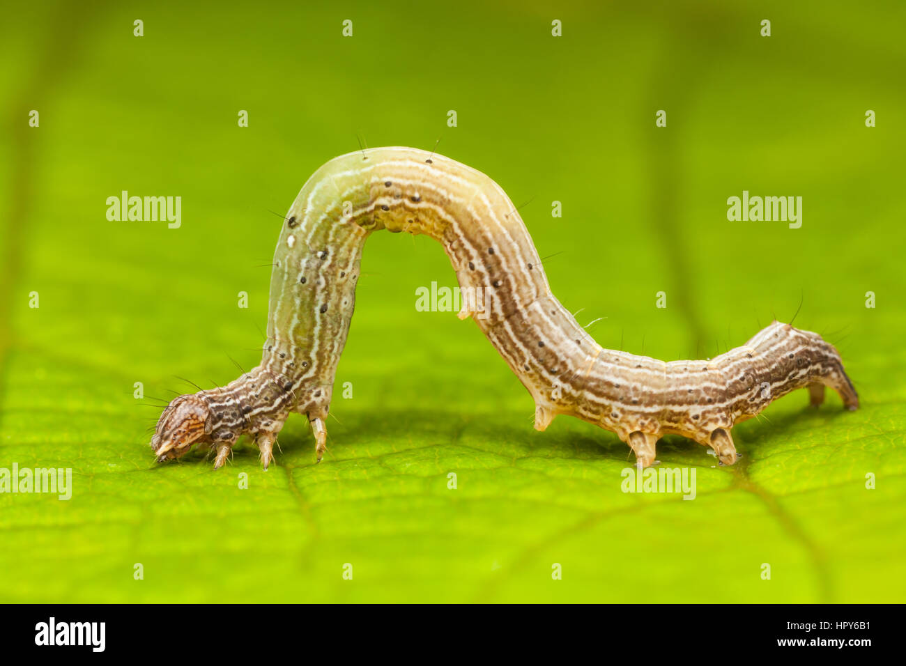 Erebid (Zale sp.) chenille (larve) affichage mouvement comme un géomètre Caterpillar. Banque D'Images
