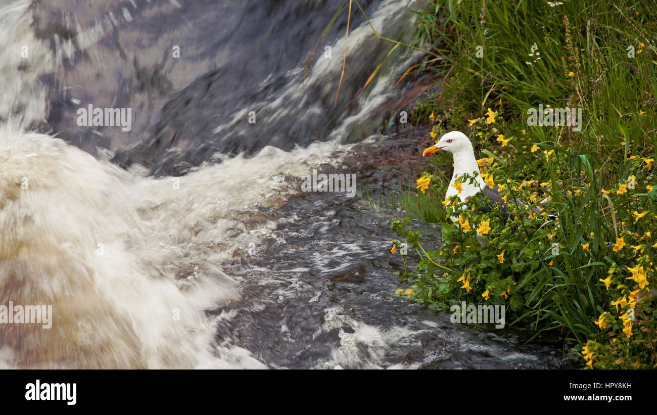 Shot de Gull sur les bords de la rivière à Dumfries Banque D'Images