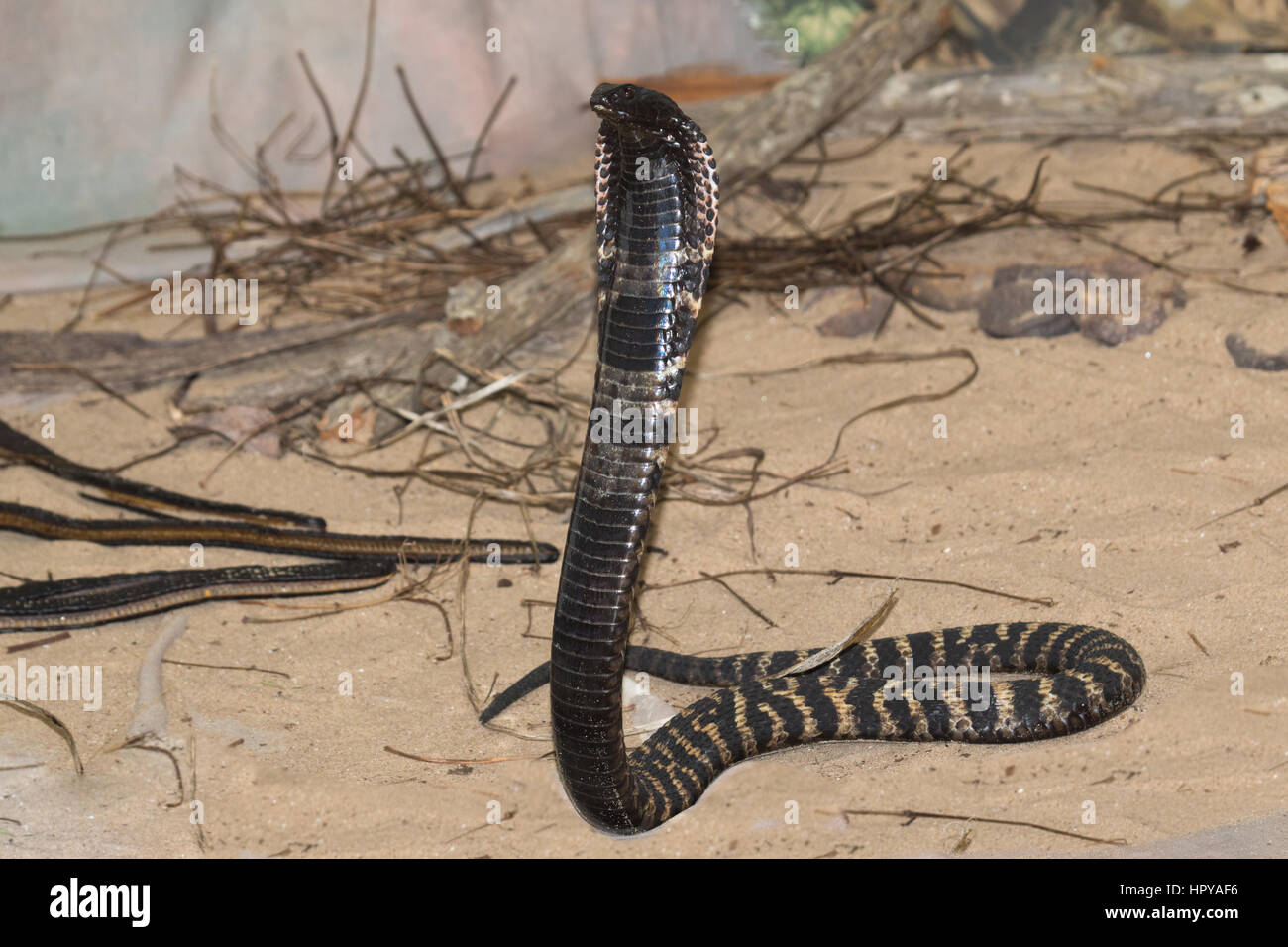 Rinkhals ou cracher de Colchide (Hemachatus haemachatus Cobra avec capuche soulevée dans une posture agressive Banque D'Images