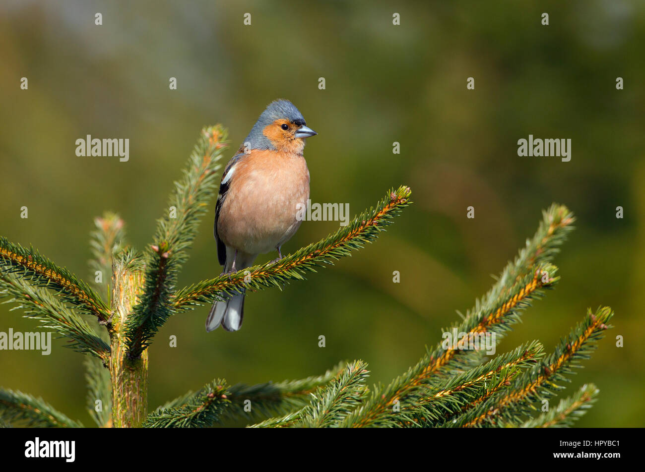Chaffinch Fringilla coelebs mâle sur conifer Banque D'Images
