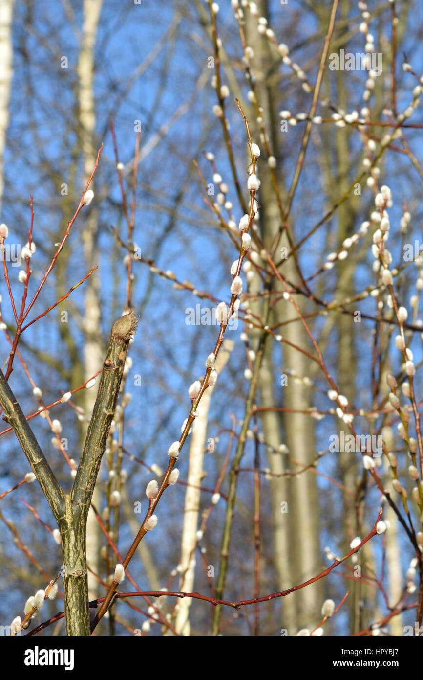 Branche de saule chatte sur sunny day Banque D'Images