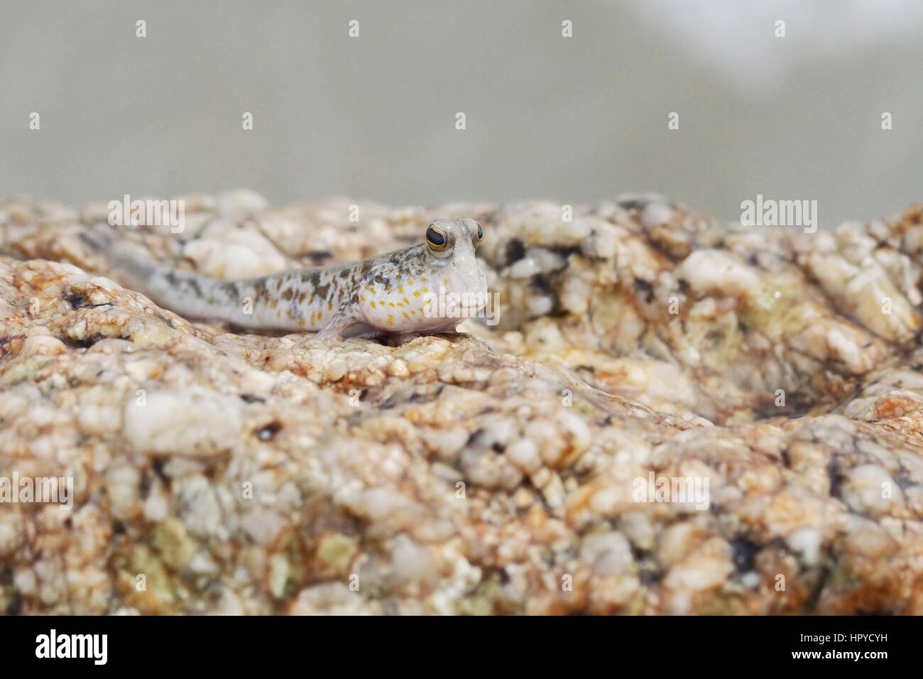 Portrait du skipper de boue tachetée d'Or Banque D'Images