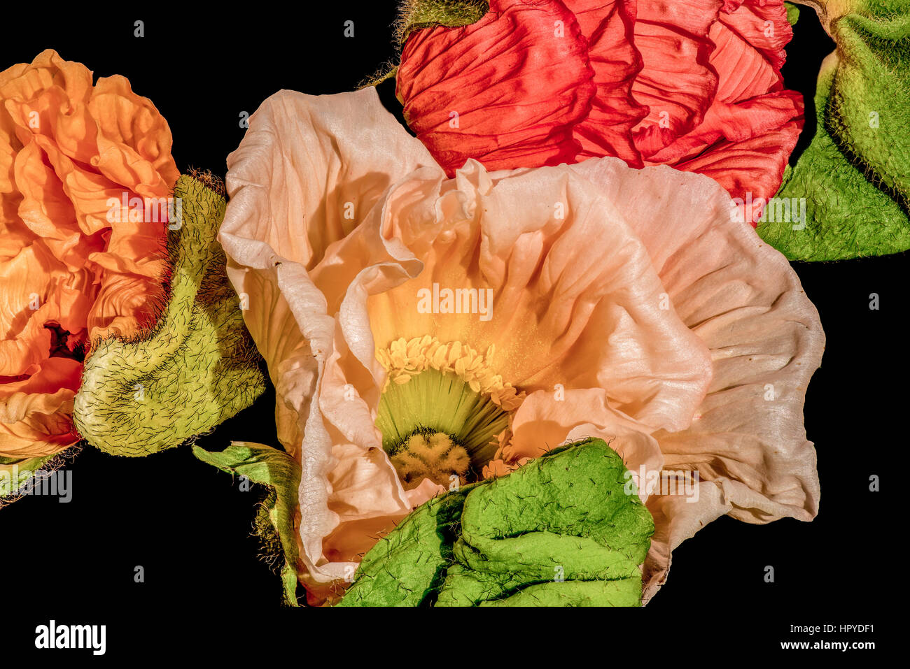 Soie satin / poppy blossom collage,fine art still life color macro portrait d'un trio de rouge, orange foncé et fleurs isolées, texture détaillée Banque D'Images