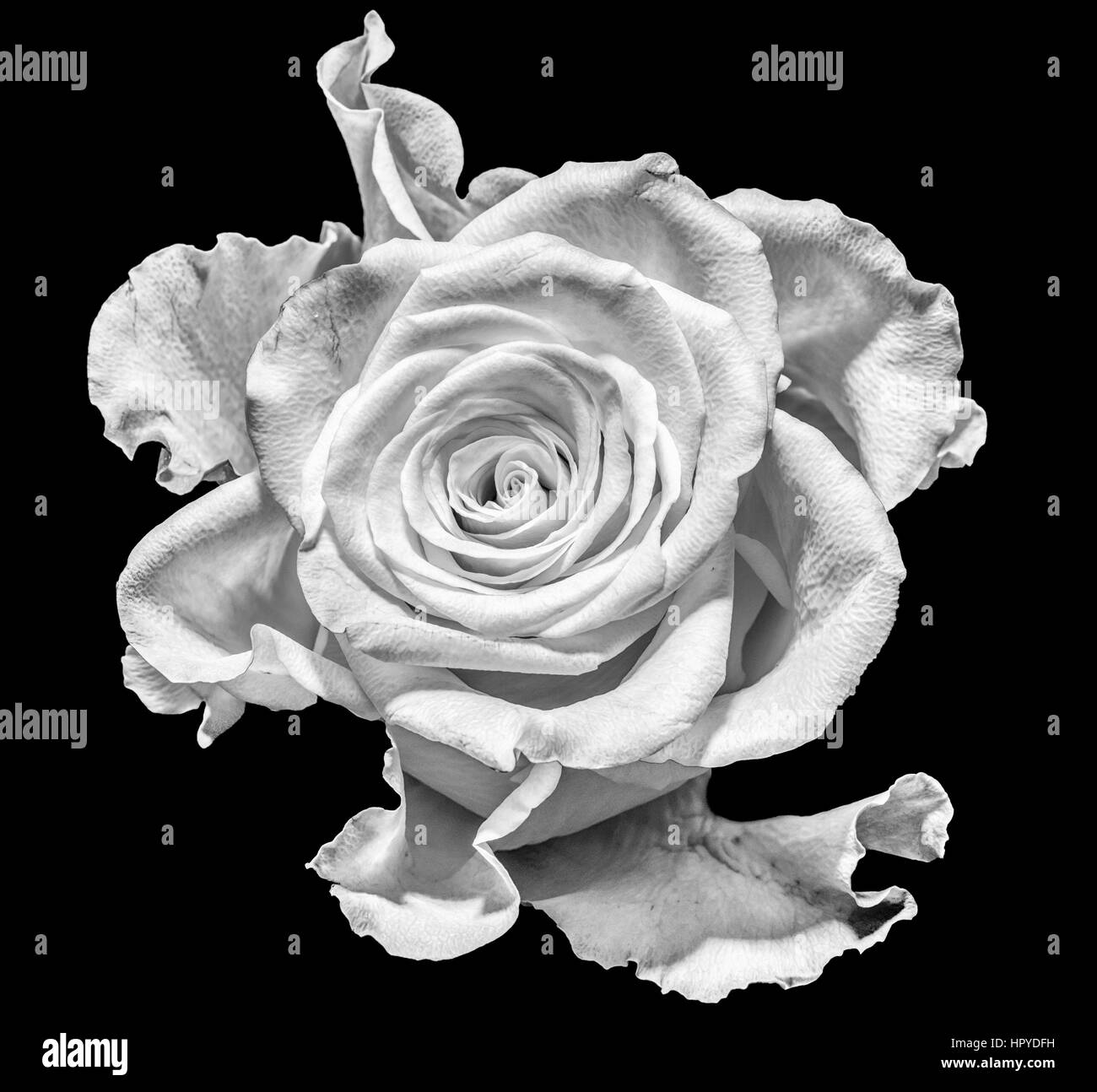 Fleur rose blanche surréaliste insolite macro portrait monochrome unique  isolé,wide open bloom,fond noir.fantasy floral, réalisme fantastique,l  Photo Stock - Alamy