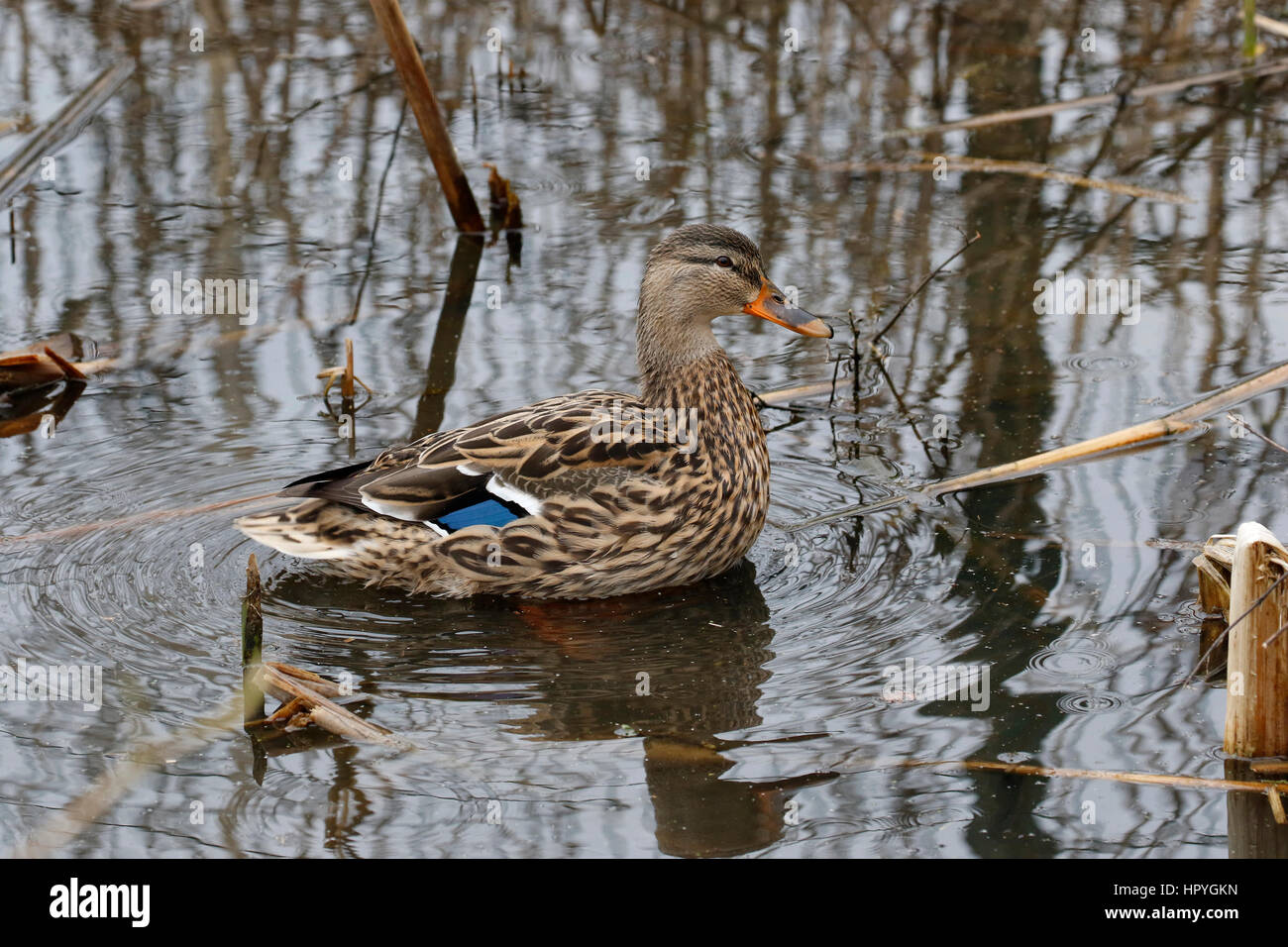 Mallard femelle ( Anas platyryhynchos ) Banque D'Images