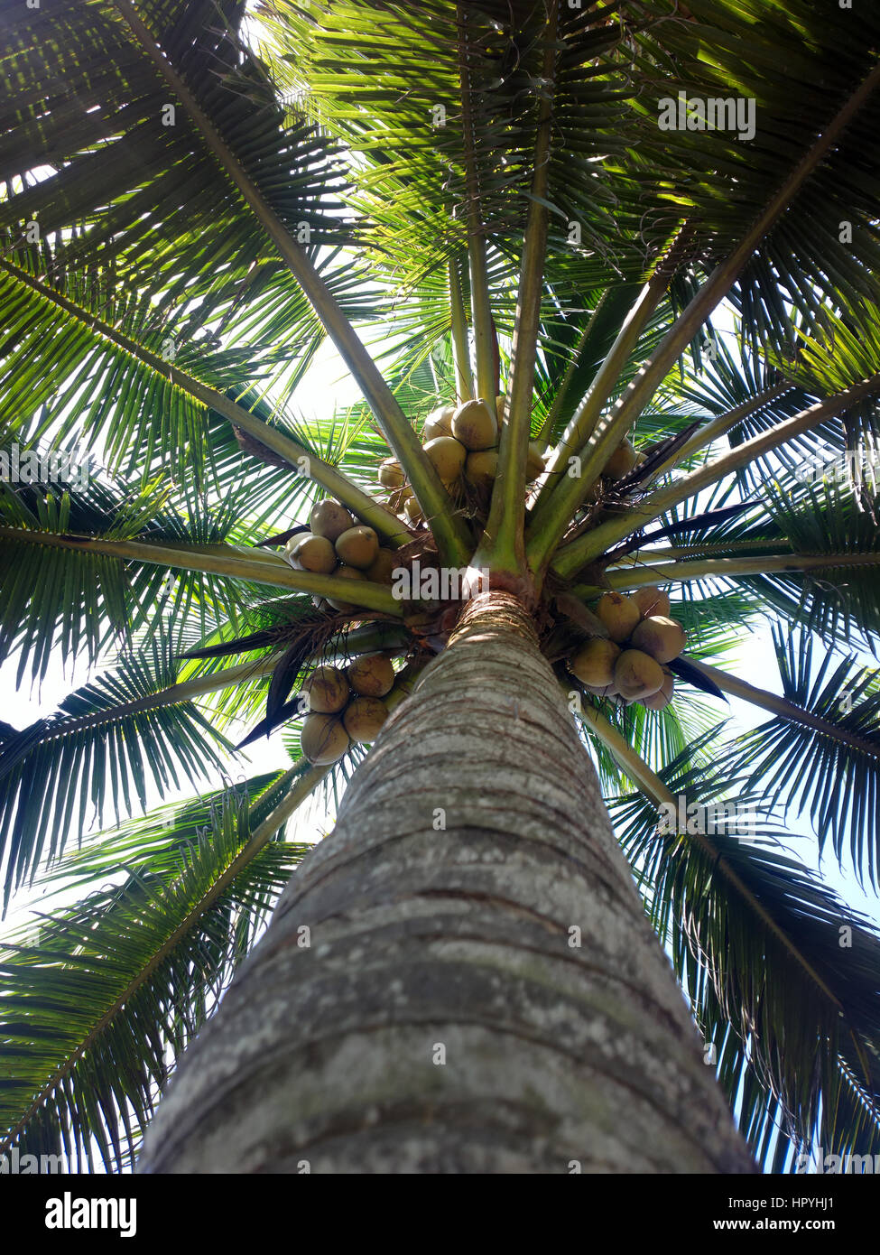 Les cocotiers en hiver. L'Inde. Afrique du Kerala Banque D'Images