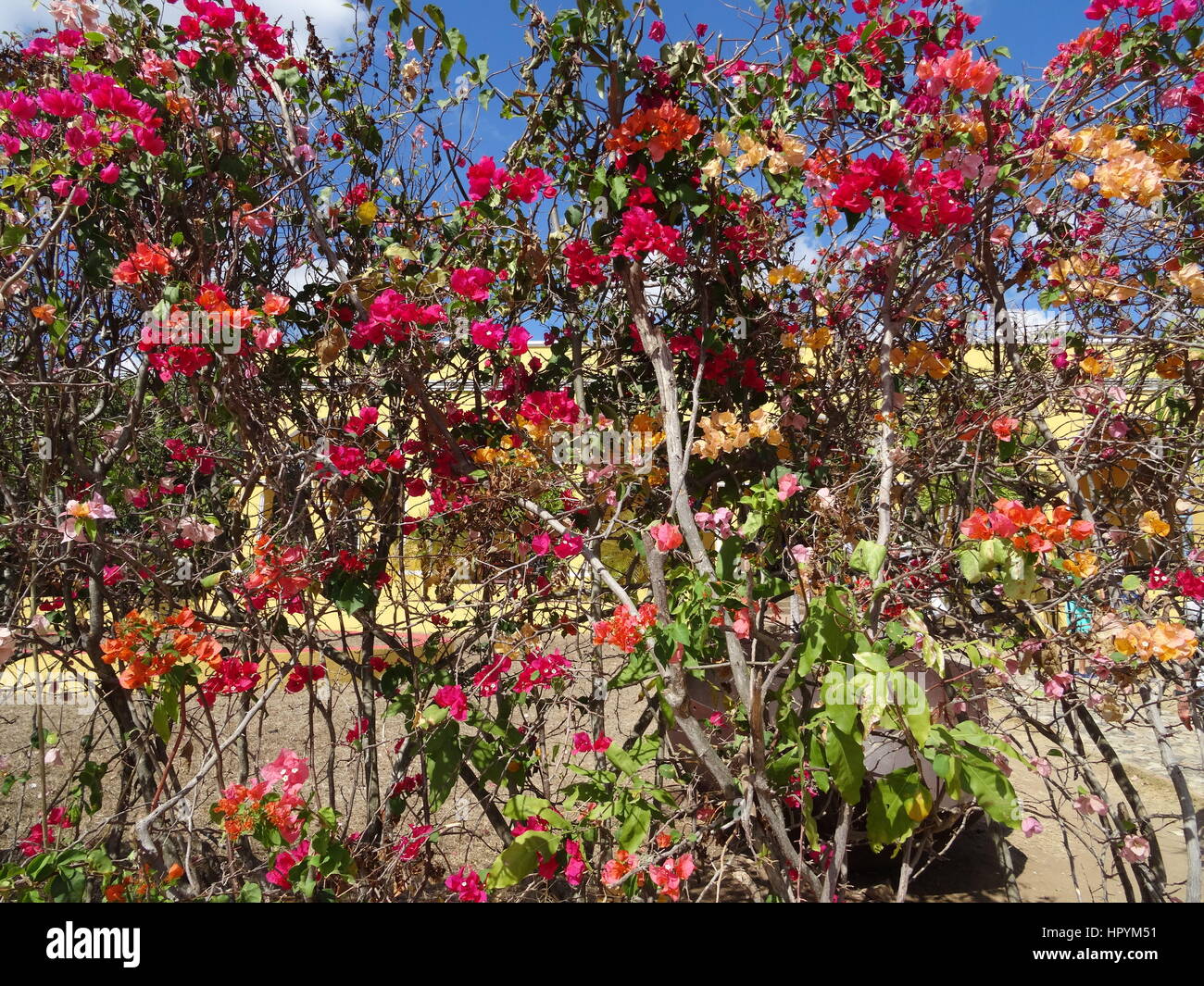 Arbustes à fleurs colorées sur une ancienne propriété à Cuba Banque D'Images