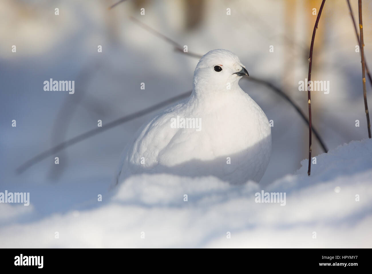 Lagopède mâle un oeil sur la neige. Banque D'Images