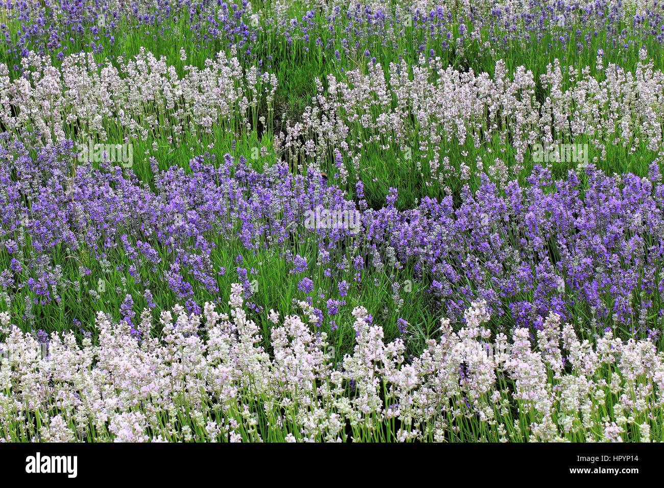 Champ de lavande dans le Somerset, Angleterre Banque D'Images