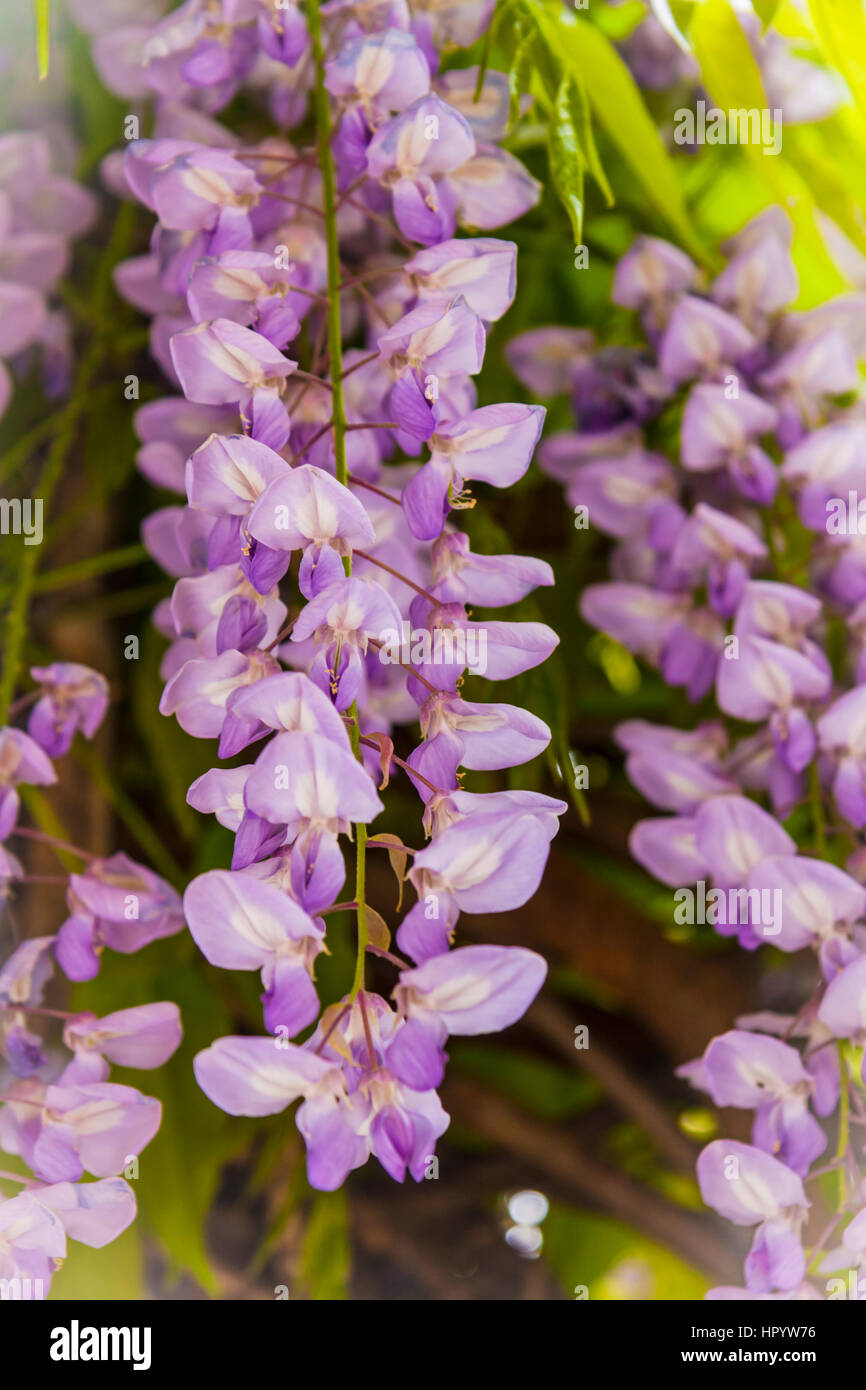 Les fleurs de glycine Banque D'Images