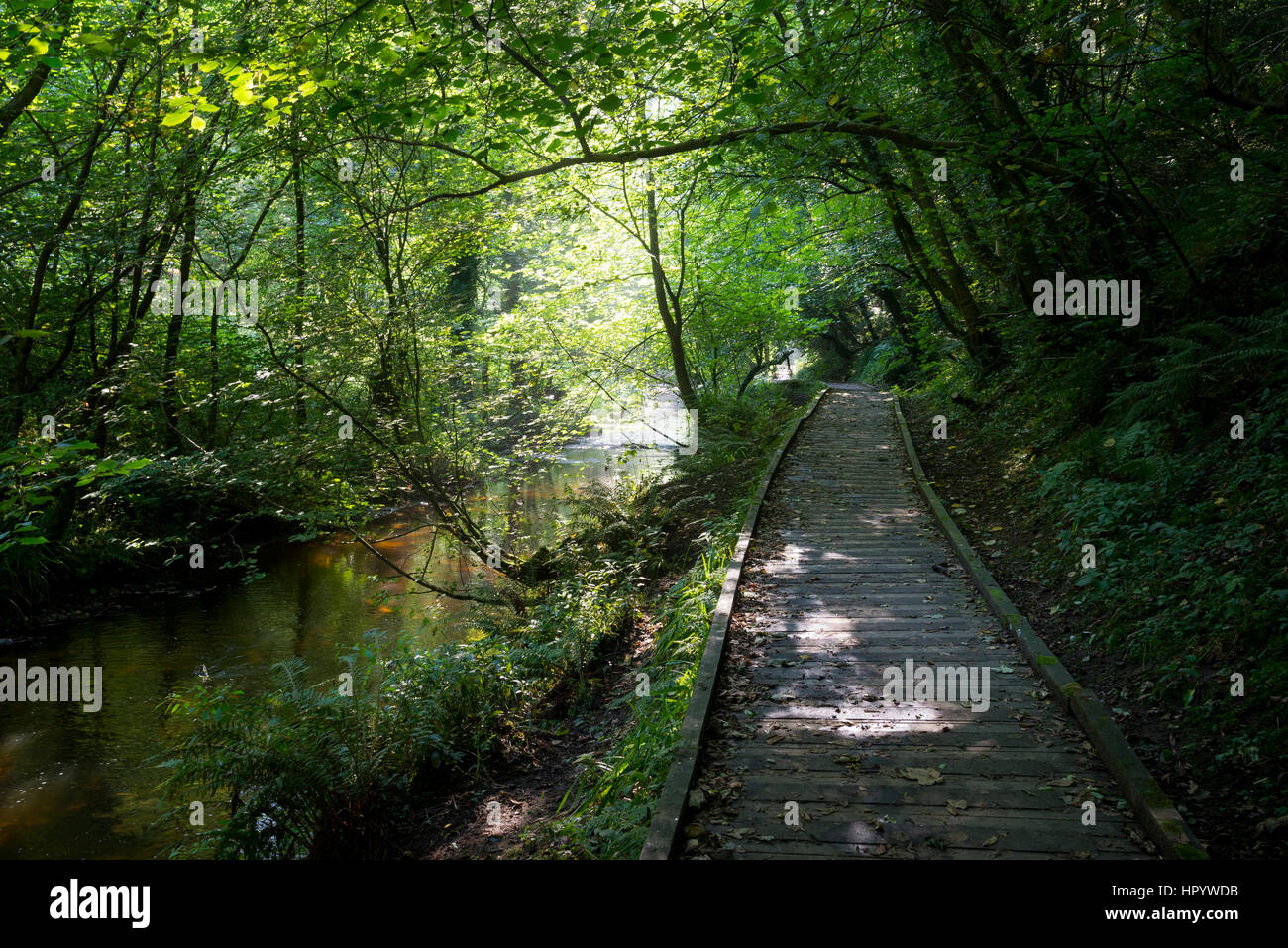 Passerelle en bois le long de la rivière Derwent Valley Forge en bois, près de Scarborough, Yorkshire du Nord. Une belle promenade d'été entouré de verdure. Banque D'Images