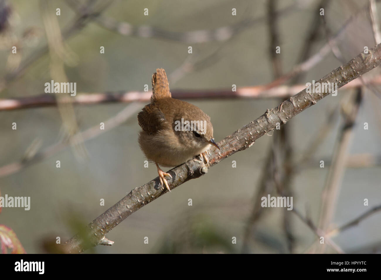 Le Troglodyte mignon (Troglodytes troglodytes) perchées dans un arbre Banque D'Images